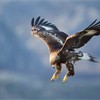 Golden eagle Aquila chrysaetos, sub-adult in flight, Norway, February